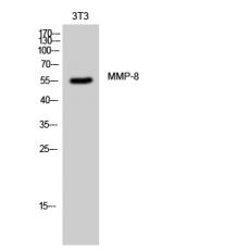 Anti-MMP-8 antibody