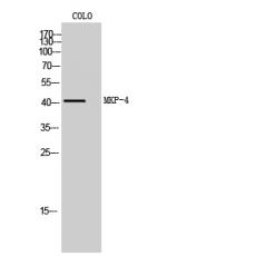 Anti-MKP-4 antibody