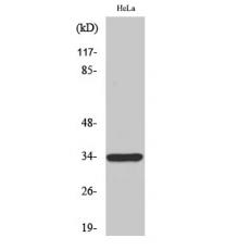 Anti-MRGE antibody