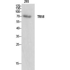 Anti-Midline-1 antibody
