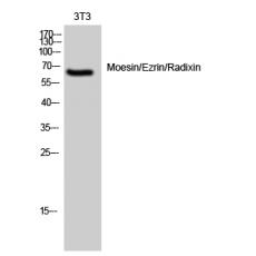 Anti-Moesin/Ezrin/Radixin antibody