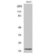 Anti-MRP-L41 antibody