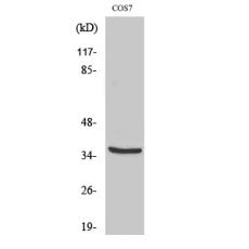 Anti-MRP-L44 antibody