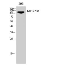 Anti-MYBPC1 antibody