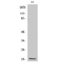 Anti-MRP-S25 antibody