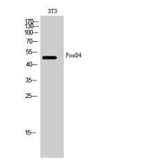 Anti-FoxD4 antibody