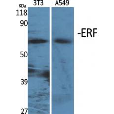 Anti-ERF antibody