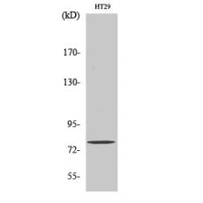 Anti-Eps8L1 antibody