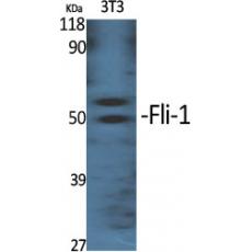 Anti-Fli-1 antibody