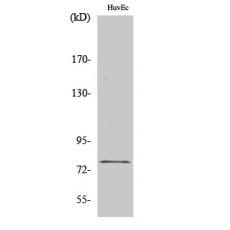 Anti-KCNQ4 antibody