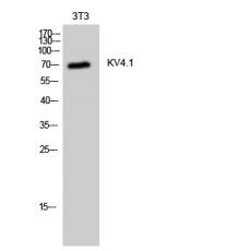 Anti-KV4.1 antibody