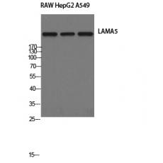 Anti-Laminin α-5 antibody