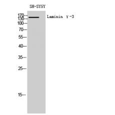 Anti-Laminin γ-3 antibody