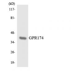 Anti-GPR174 antibody