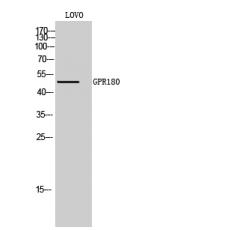 Anti-GPR180 antibody