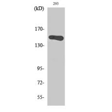 Anti-GAK antibody