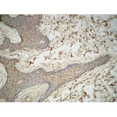 Anti-GATA-2/3 antibody