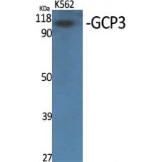 Anti-GCP3 antibody