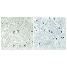Anti-Golgin 45 antibody