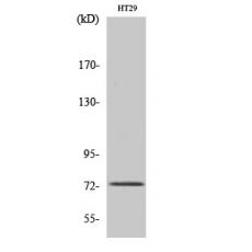 Anti-EOMES antibody