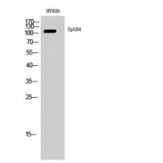 Anti-EphB4 antibody