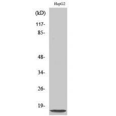 Anti-NDUFA4L2 antibody