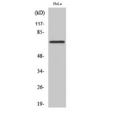 Anti-DDX55 antibody