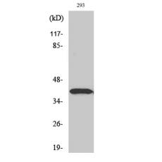 Anti-Dlx-3 antibody