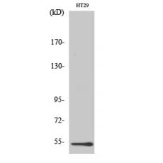 Anti-DDX19B antibody