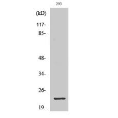 Anti-GSC2 antibody