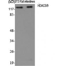 Anti-HDAC5/9 antibody