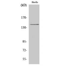 Anti-HGK antibody