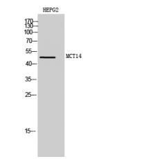 Anti-MCT14 antibody