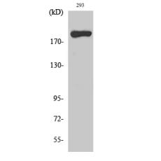Anti-MYH14 antibody
