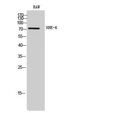 Anti-NHE-6 antibody