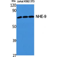 Anti-NHE-9 antibody