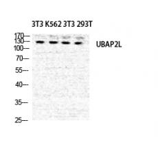 Anti-NICE4 antibody