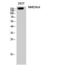 Anti-NMDAε4 antibody