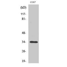 Anti-Olfactory receptor 7A10 antibody