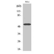 Anti-GRASP55 antibody