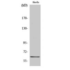 Anti-GRB14 antibody