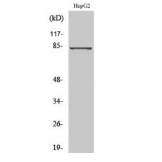 Anti-GRK 3 antibody