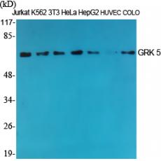 Anti-GRK 5 antibody