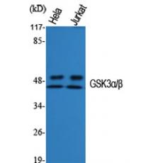 Anti-GSK3α/β antibody