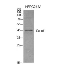 Anti-Gα olf antibody
