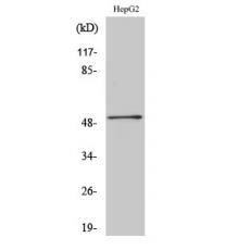 Anti-HNF-4α/γ antibody