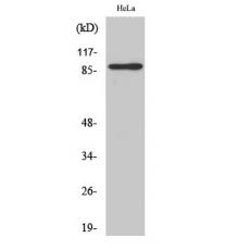 Anti-MARK1/2/3/4 antibody