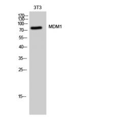 Anti-MDM1 antibody