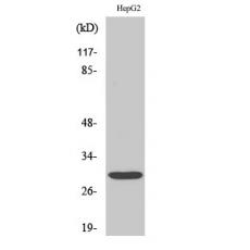 Anti-Myf-6 antibody