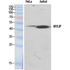 Anti-MYLIP antibody